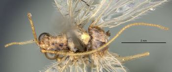 Media type: image;   Entomology 20202 Aspect: habitus dorsal view